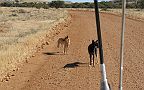 18-Wild dingoes stop us in the Painted Desert